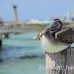 pelican_brown_im_h_0148_mex0378.jpg